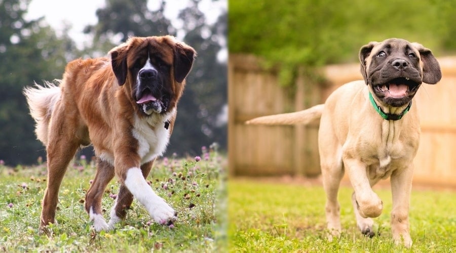 Mastiff and Saint Bernard Playing in a Field