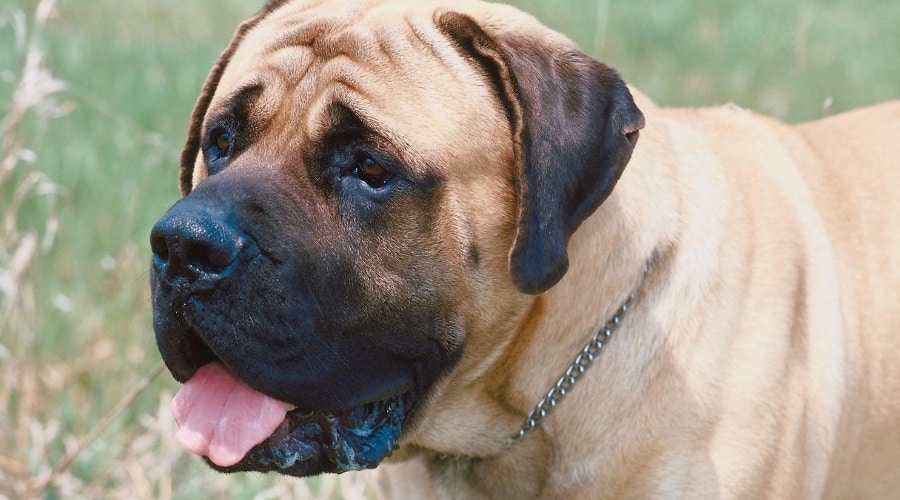 Mastiff outdoors
