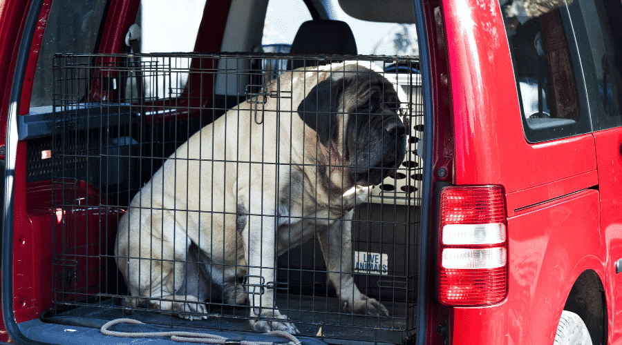Mastiff sitting in a car trunk and wants to travel