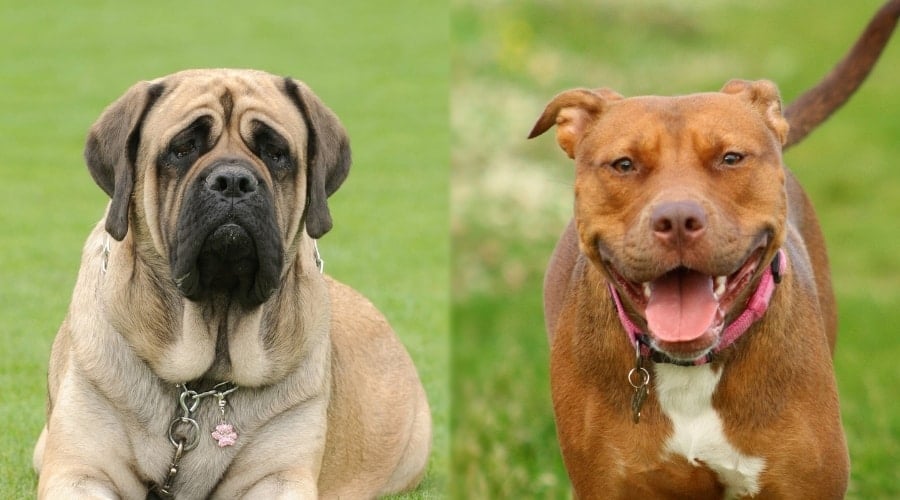 Mastiff versus Pitbull appearance differences and similarities