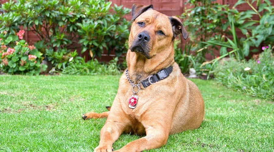 Mastweiler