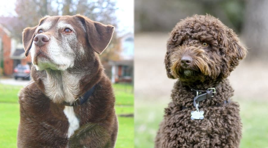 Mature Brown Dogs