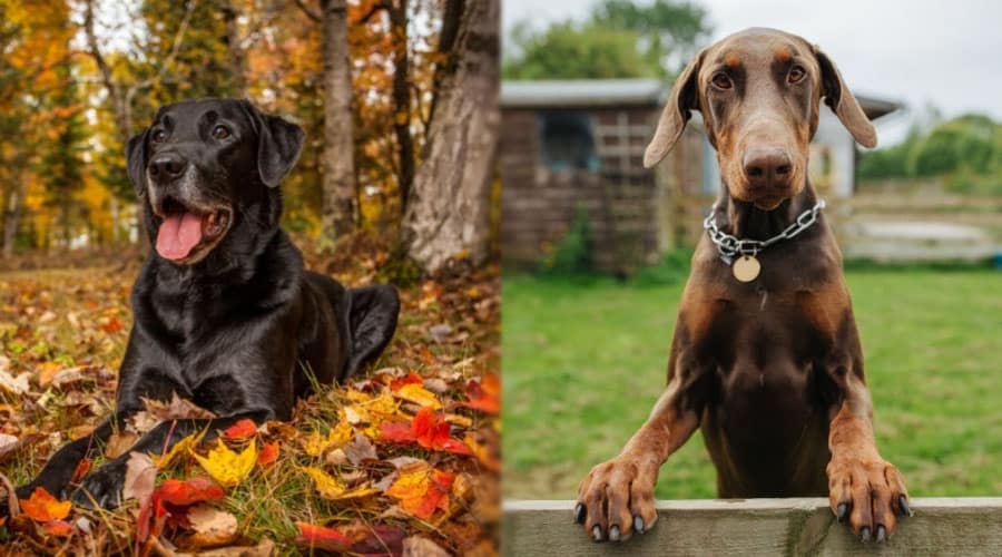Mature Dogs Outside