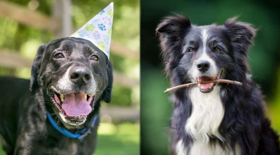 Mature Dogs With Graying Faces