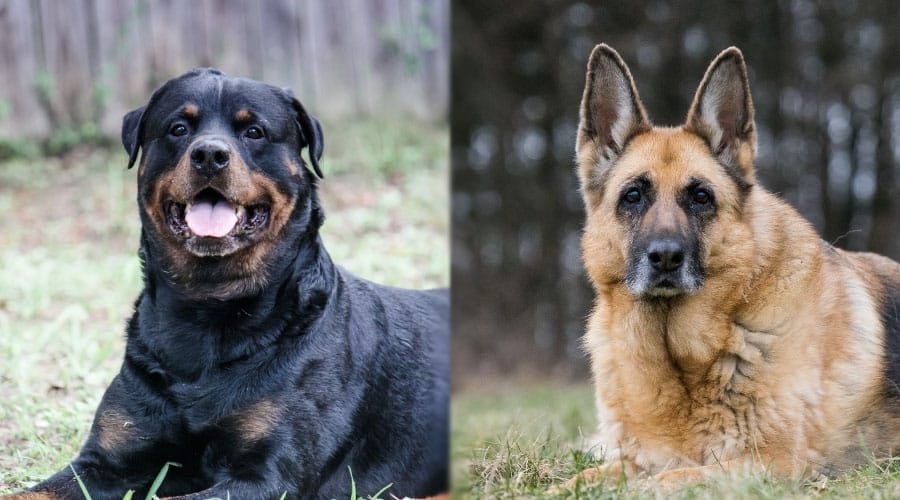 Mature Dogs in Lions Position