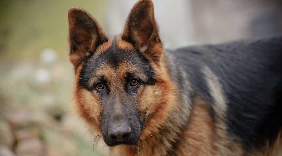 Mature German Shepherd Dog Looking at Camera