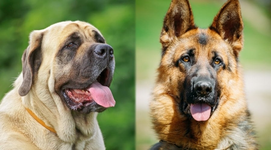 Mature Mastiff and German Shepherd Dogs