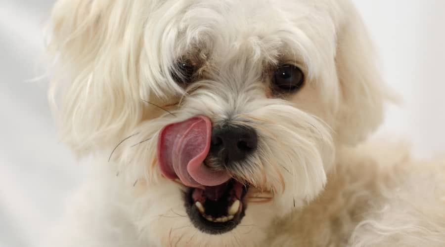 Mauzer Dog