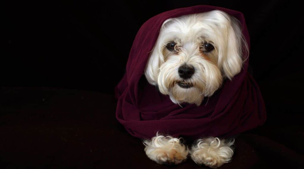 Mauzer in a black hoodie with a black background