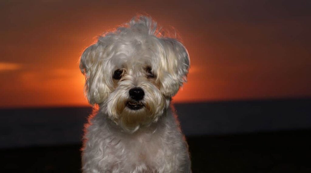 Mauzer standing with a sunset in the background