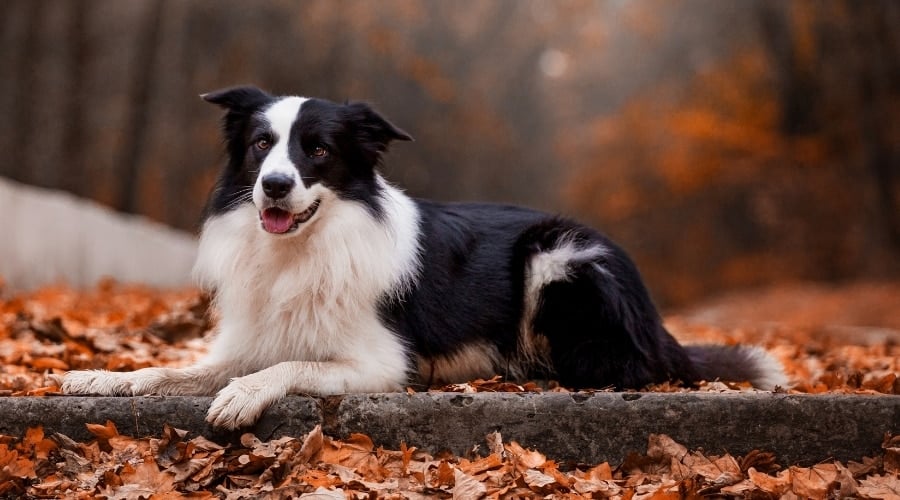Medium Sized Black and White Dog
