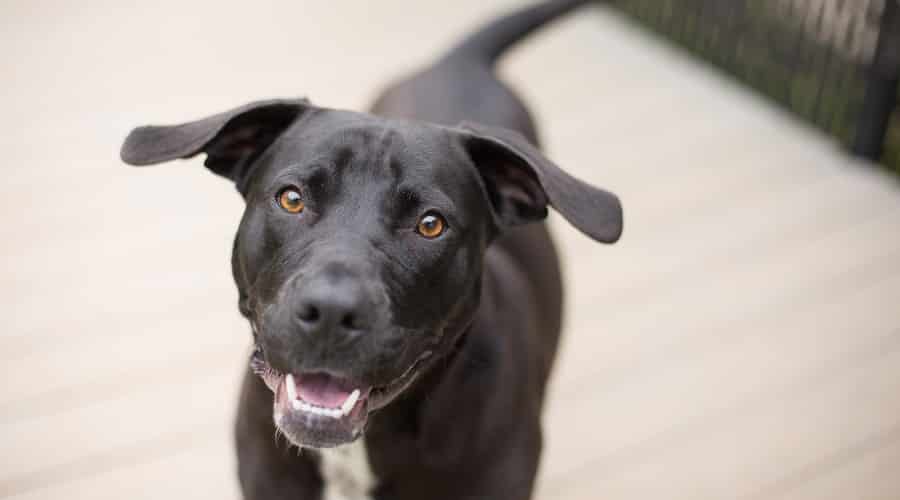 Medium Sized Border Pit