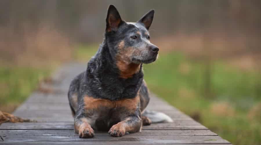 Medium-Sized Colorful Dog Lounging Outdoors