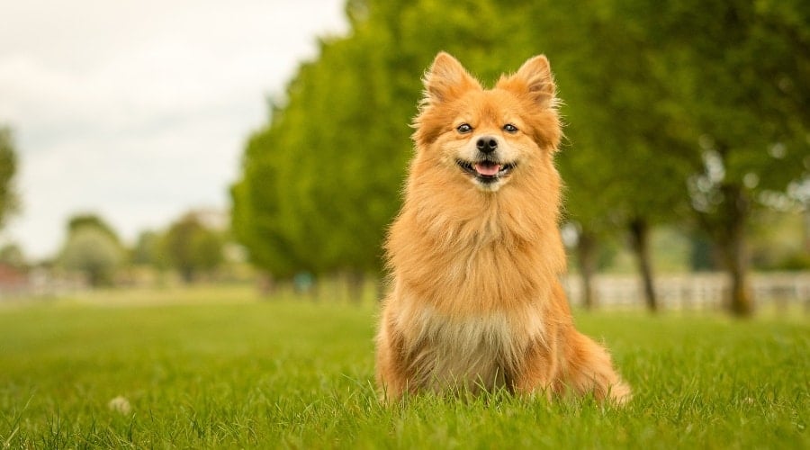 Medium Sized Dog Outdoors