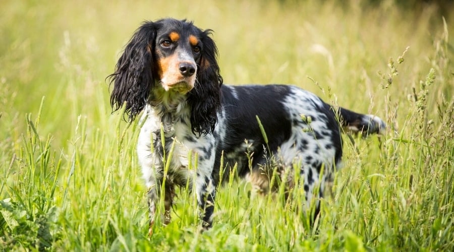 Medium Spotted Black and White Dog in Field