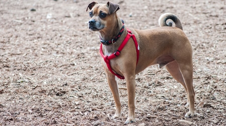 Medium Tan Dog With Round Eyes and Curled Tail Wearing a Red Harness