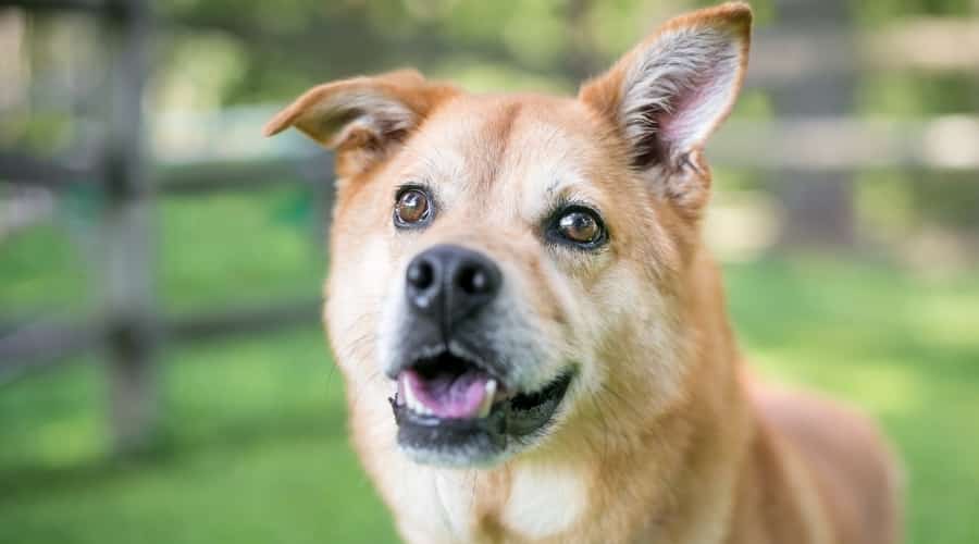 Medium Tan Dog with Pointy Ears