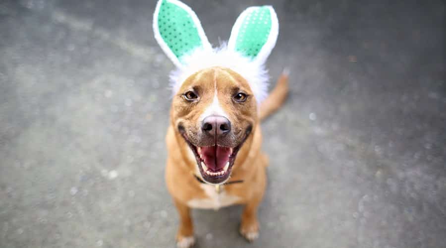 Medium sized German Shepherd American Pit mix