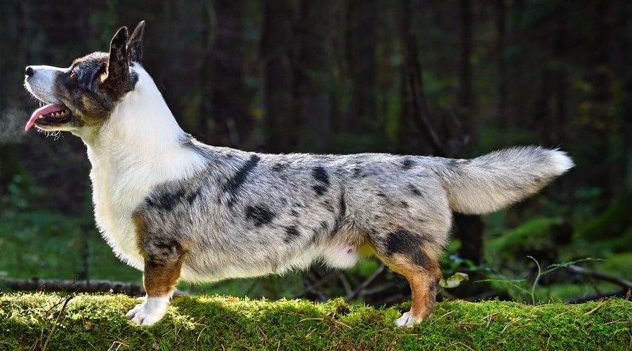 Merle Corgi
