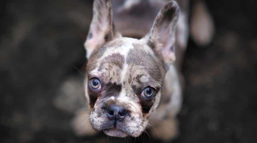 Merle French Bulldog