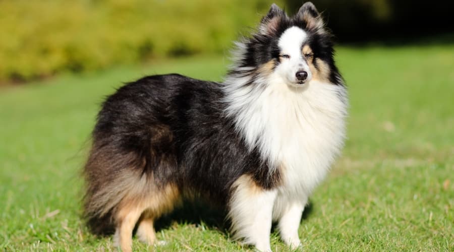 Merle Sheltie standing in grass.