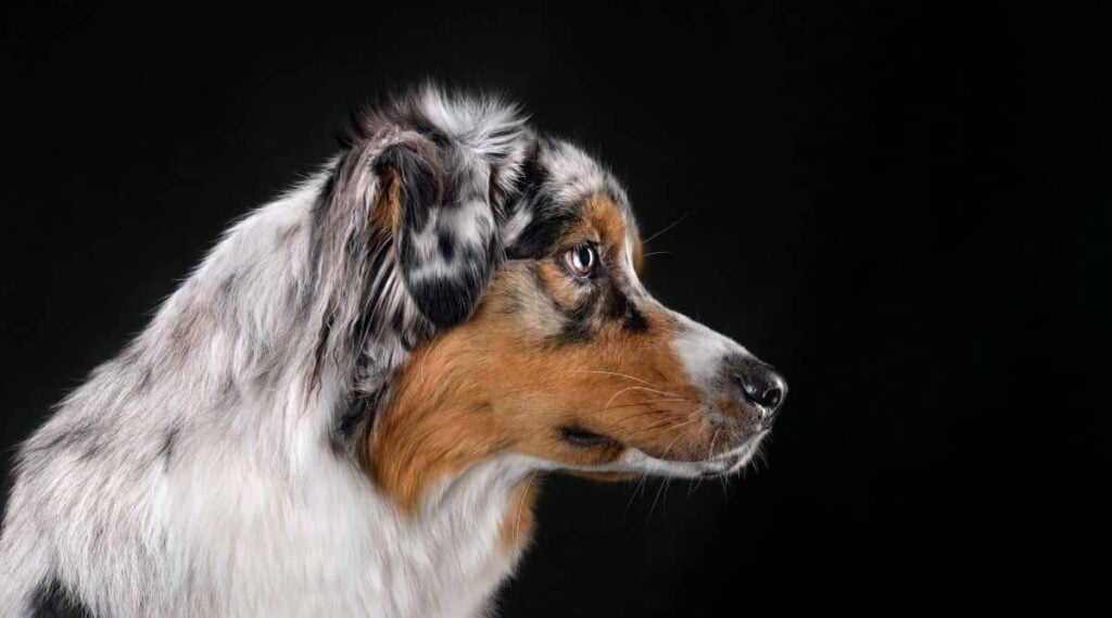 Merle colored Australian Shepherd face profile view with black background