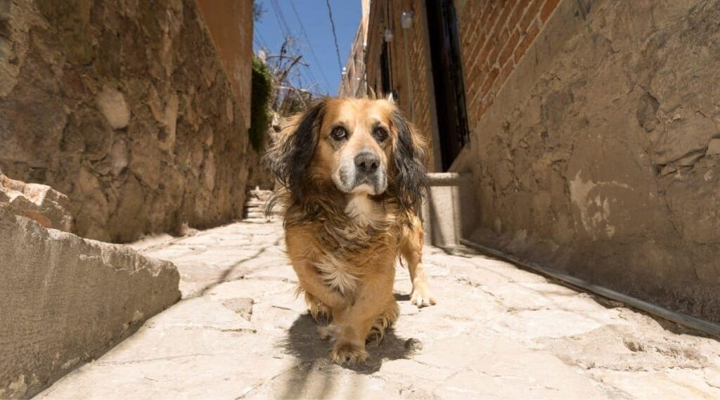 Mestizo stray dog walking streets in Mexican town
