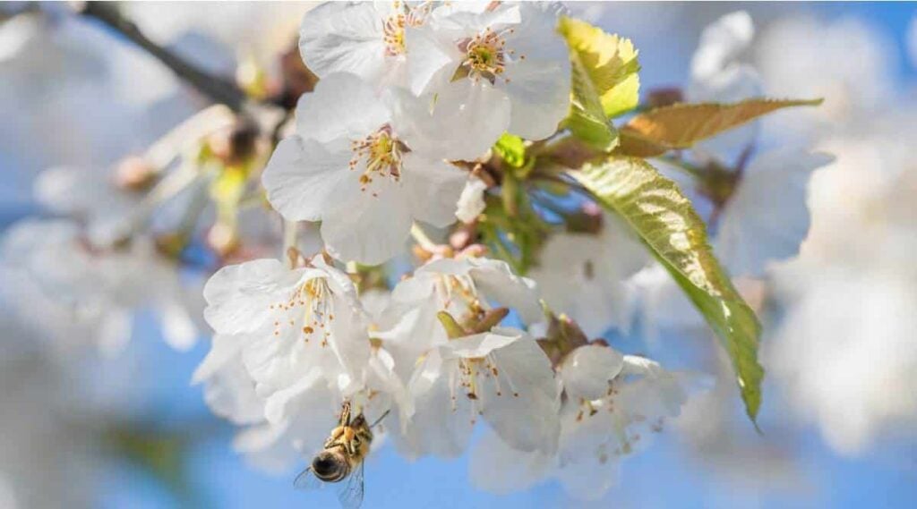 Apple Blossom