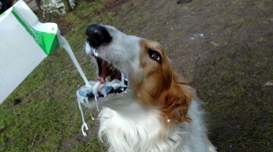 Milk Being Poured Into Dog's Mouth.