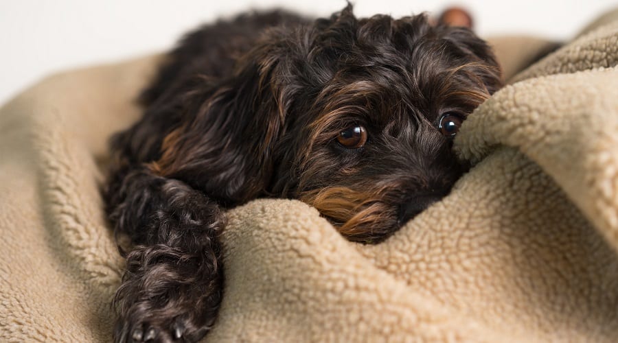 Min Pin Shih Tzu