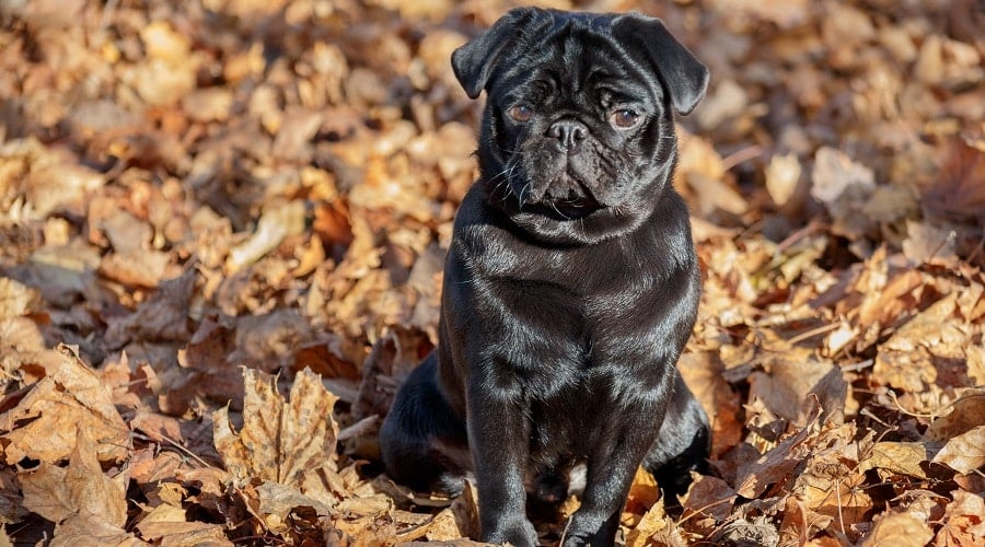 Mini Bulldog