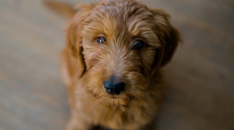 Mini Goldendoodle