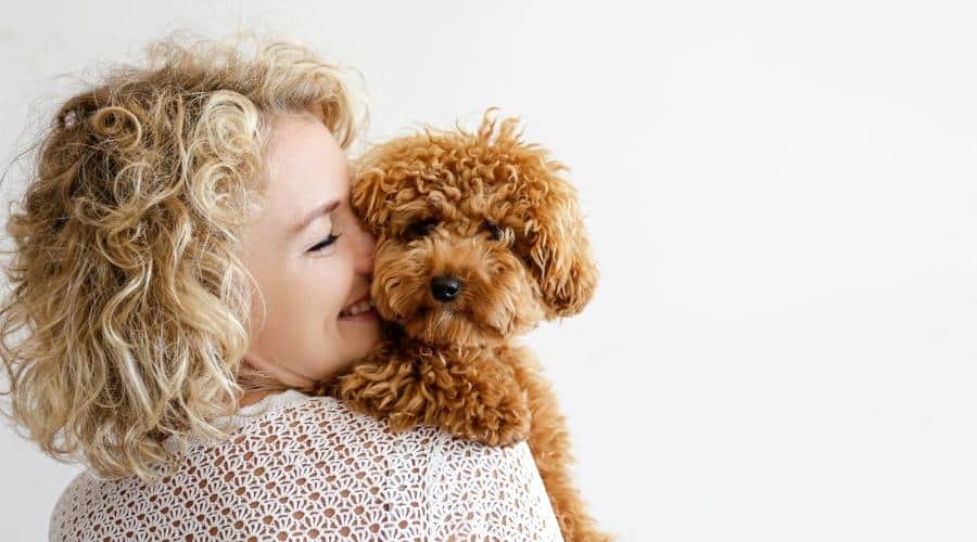 Mini poodle being hugged by woman with curly hair