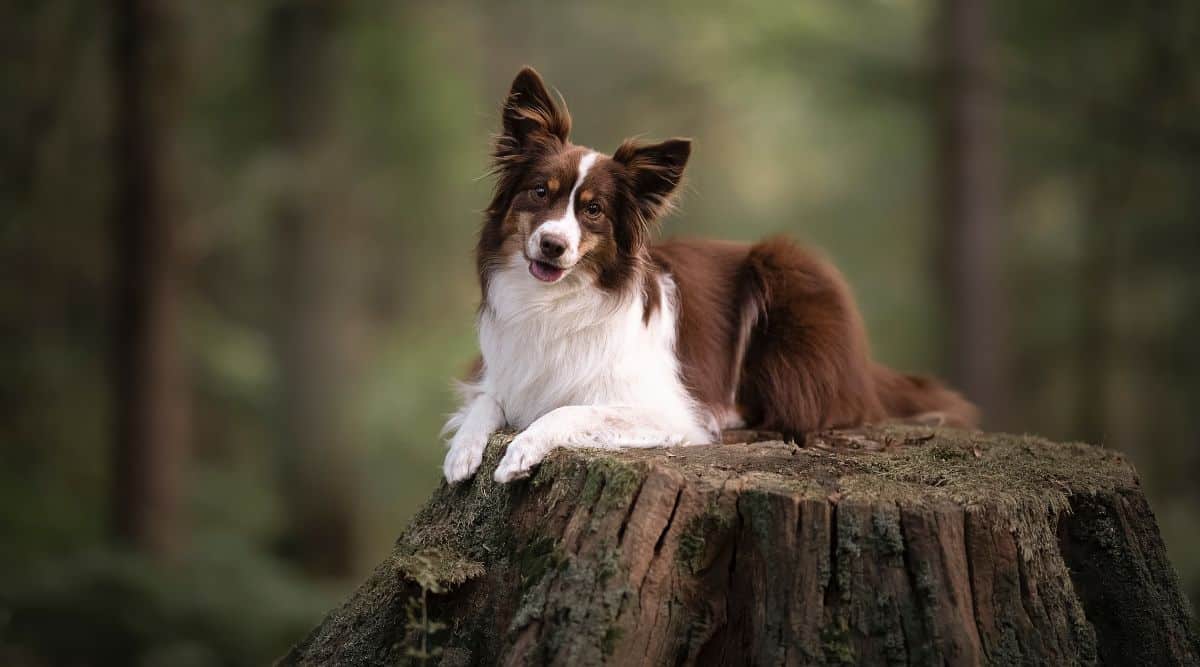 Miniature American Shepherd in field sitting on tree stump