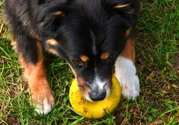 Miniature Australian Shepherd gnawing on goughnuts medium chew ring