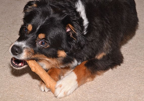 miniature Australian Shepherd chewing on petstages dogwood wooden chew toy