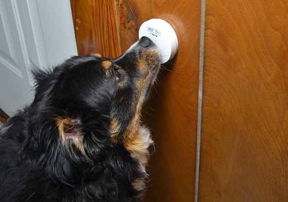 Miniature Australian Shepherd pressing Mighty Paw Smart Bell Dog Doorbell to be let outside
