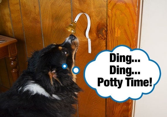 Miniature Australian Shepherd ringing dog doorbell attached to wall