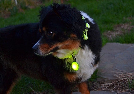 Miniature Australian SHepherd wearing spotlit LED collar clip at dog park
