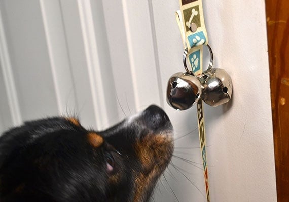 Miniature Australian Shepherd Ringing PoochieBells to let owner know it's potty time