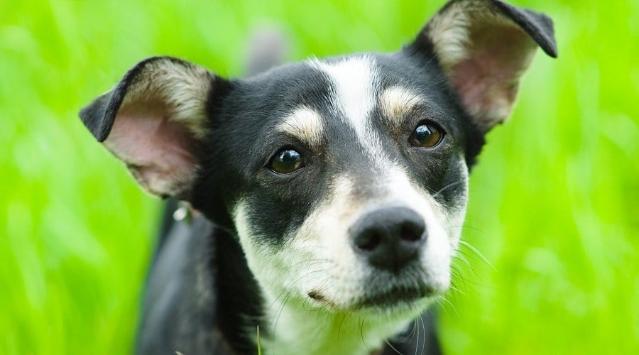 Miniature Boston Pinscher