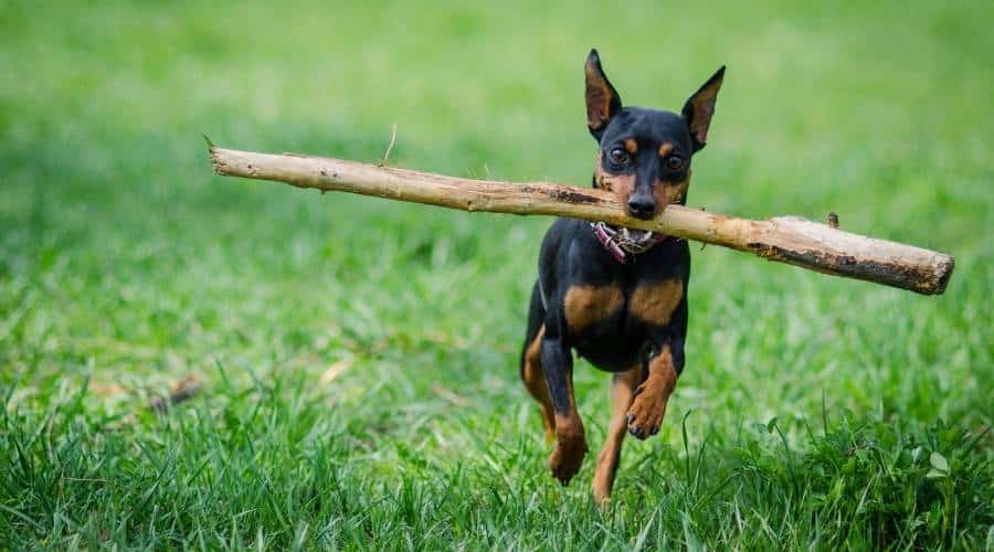 Miniature Pinscher Exercising with stick in mouth
