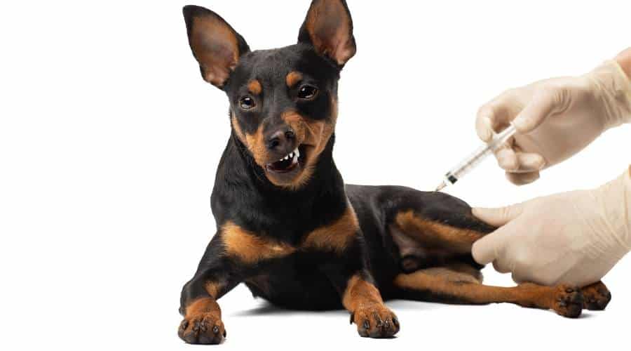 Miniature Pinscher getting a shot