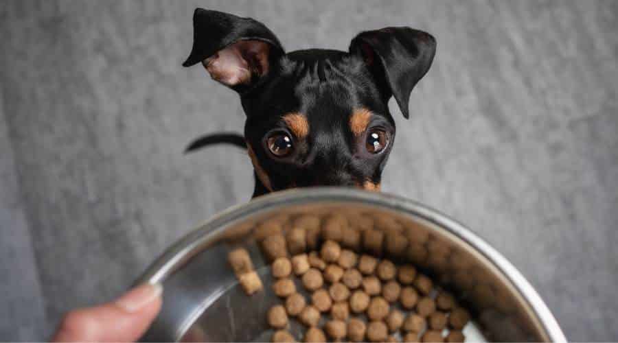 Miniature Pinscher eating bowl of food