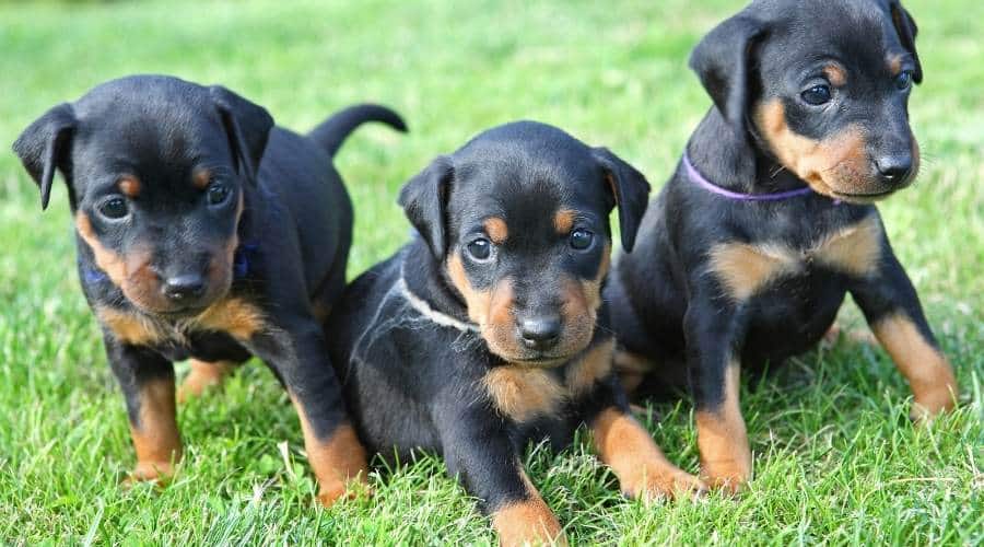 Miniature Pinscher Puppies