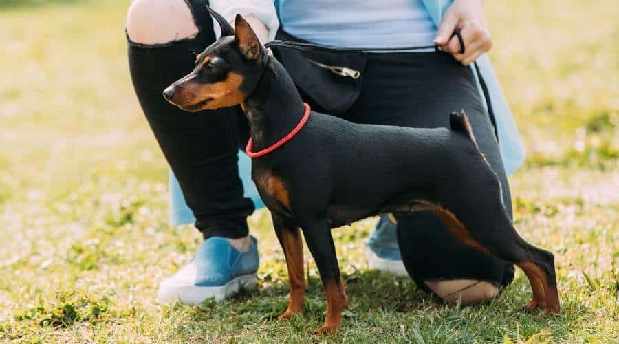 Miniature Pinscher Training with trainer