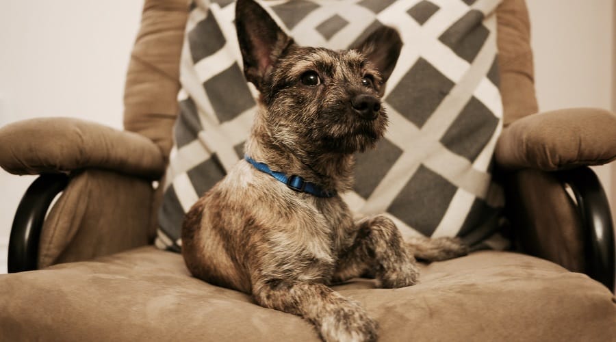 Miniature Schnaupin