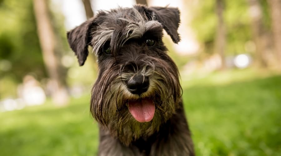 Miniature Schnauzer Dog Outdoors