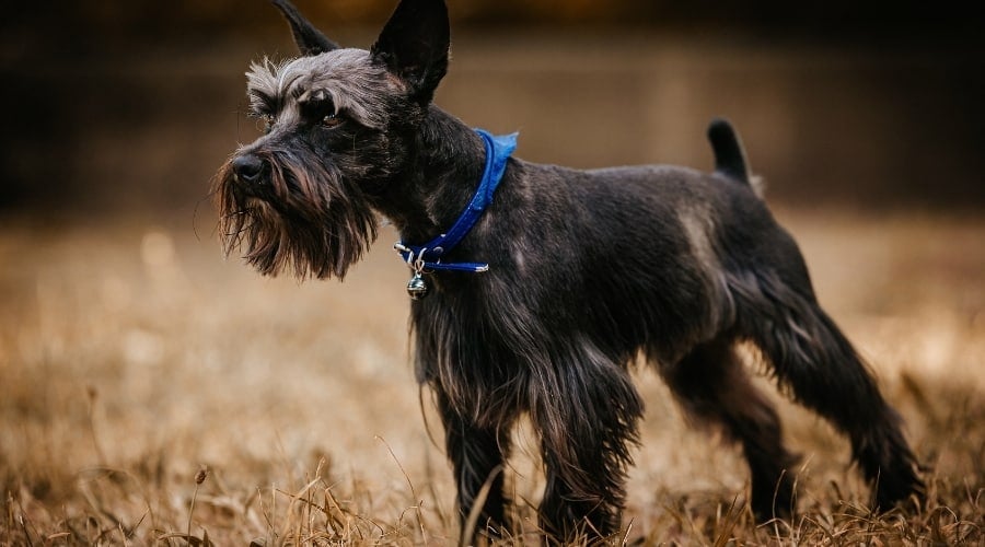 Dark Miniature Schnauzer standing in field
