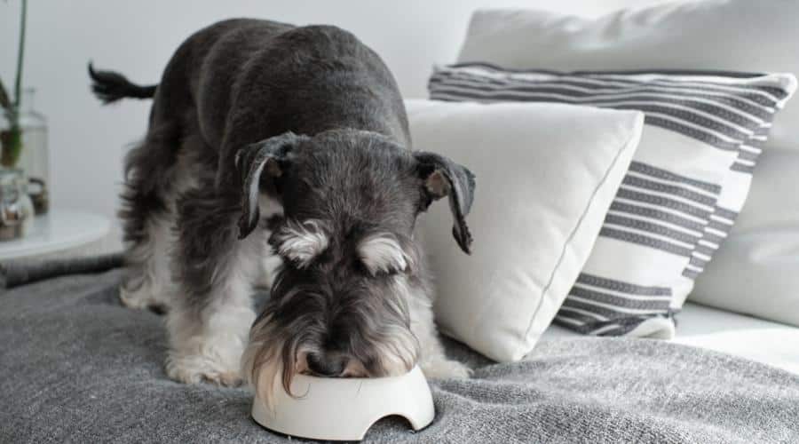 Miniature Schnauzer eating food on a bed.